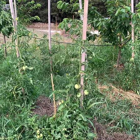 Hébergement de vacances Cabanon Sanary-sur-Mer