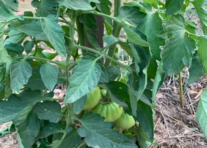 بيت للعطل Cabanon *